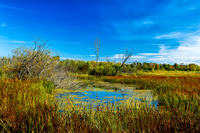 Arcadia Marsh