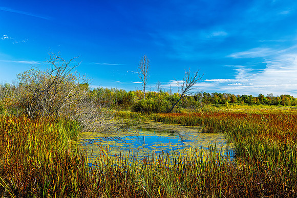 Arcadia Marsh