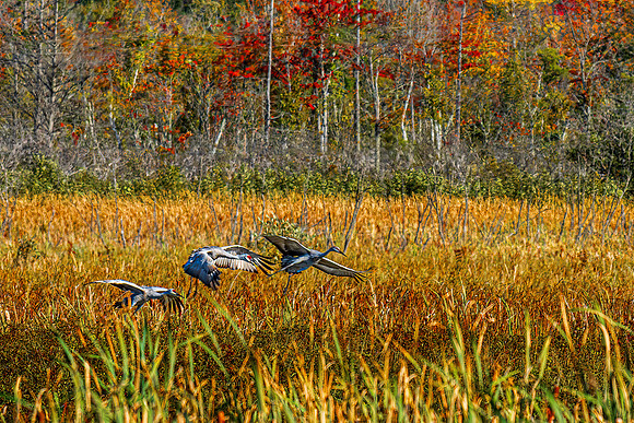Sandhill Cranes in Arcadia Marsh