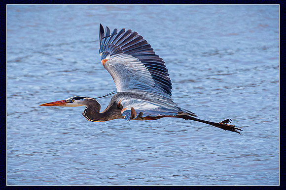 Great Blue Heron