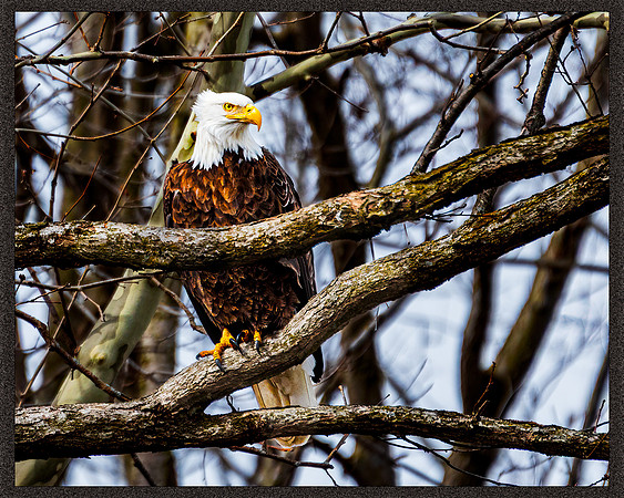 Bald Eagle - Mississinewa Lake Spillway