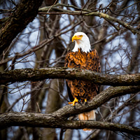 Bald Eagle - Mississinewa Lake Spillway