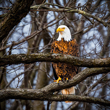 Bald Eagle - Mississinewa Lake Spillway