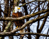 Bald Eagle - Mississinewa Lake Spillway