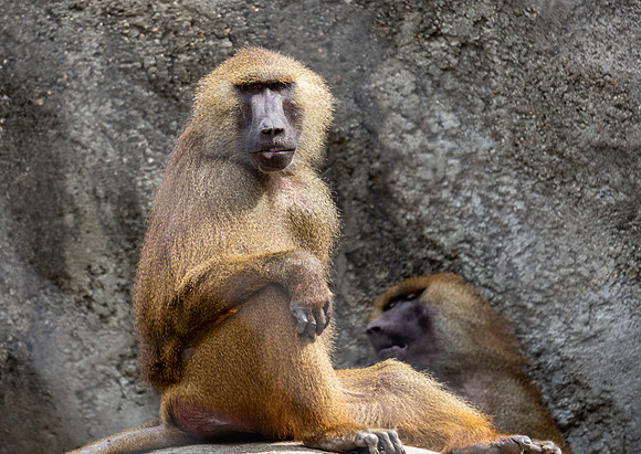 Guinea Baboon