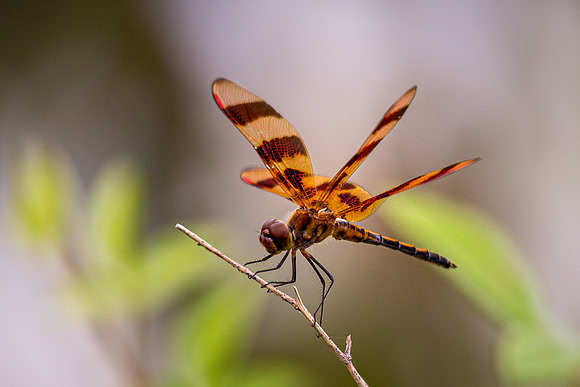 Dragonfly