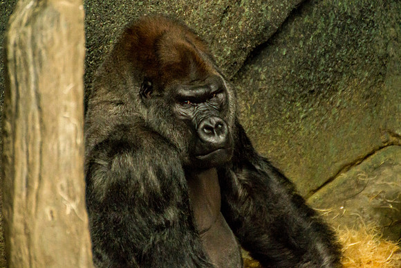 Western Lowland Gorilla